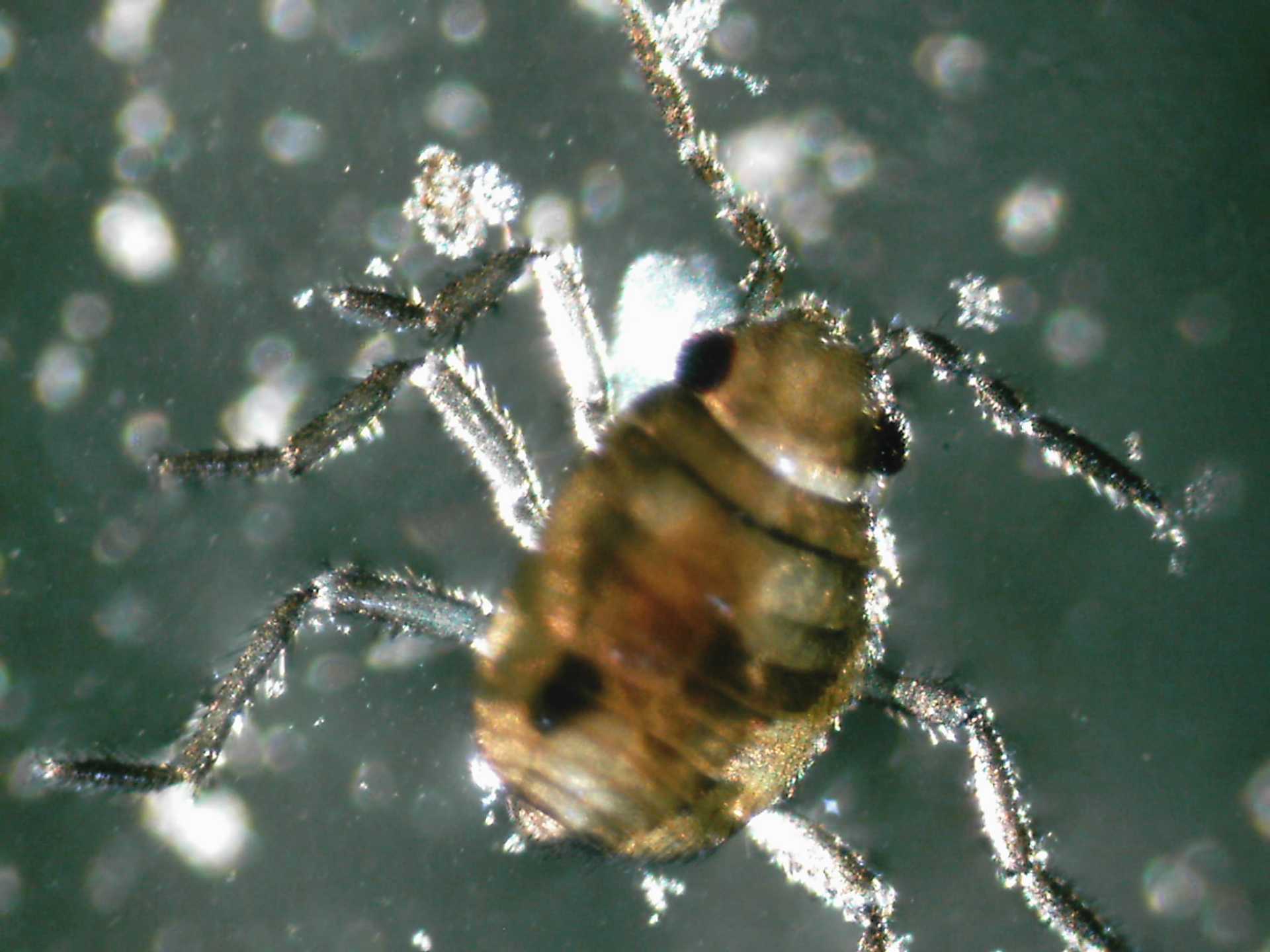 Il mondo microscopico in una pozza di città Il mondo microscopico in una pozza di città